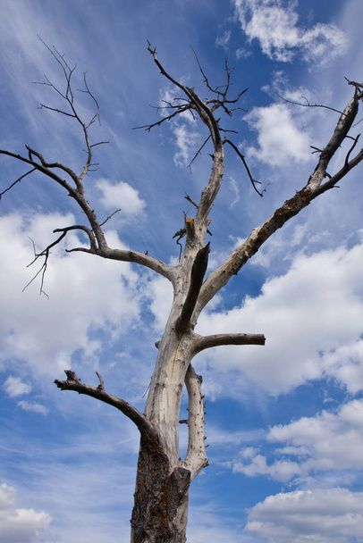 Dead tree under blue sky - Fotó, kép