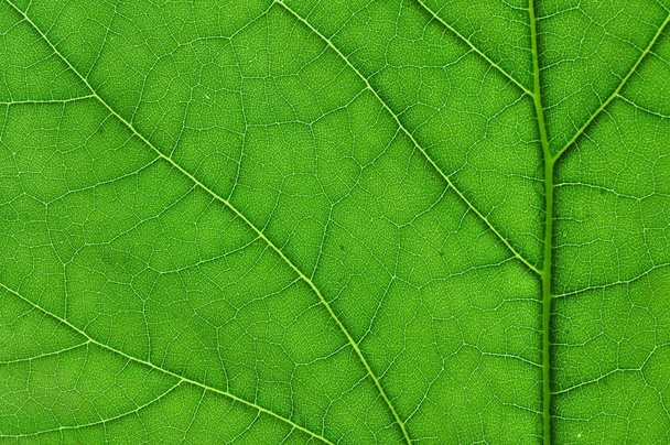 detail close image tree green leaf macro - Zdjęcie, obraz