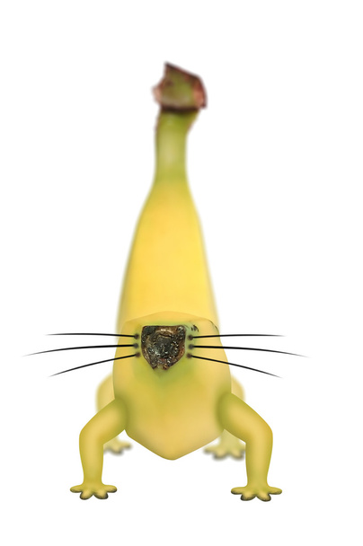 genetycznie zmodyfikowanych banana z nogi i wąsy - Zdjęcie, obraz