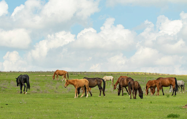 Le cheval est broutée en été sur une prairie verte
. - Photo, image