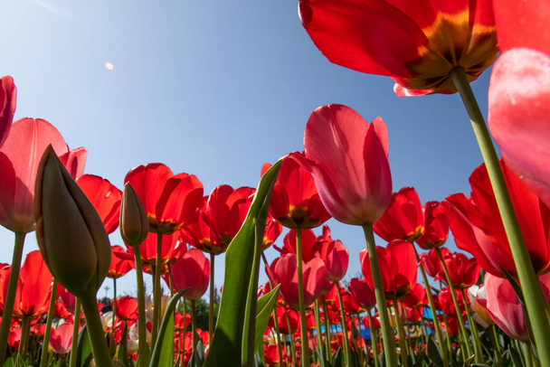 Tulip flowers against the blue sky, bottom view, red, white and yellow. - Photo, Image