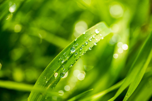 Zielona trawa z kroplami deszczu, zbliżenie krajobrazu. - Zdjęcie, obraz