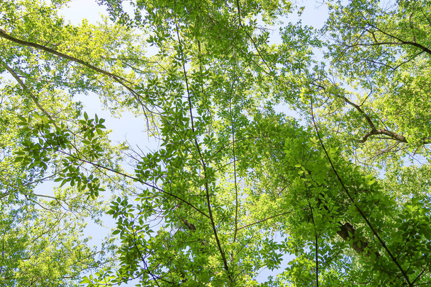 Folhas verdes de árvores vista de baixo contra o céu azul, natureza primavera
. - Foto, Imagem