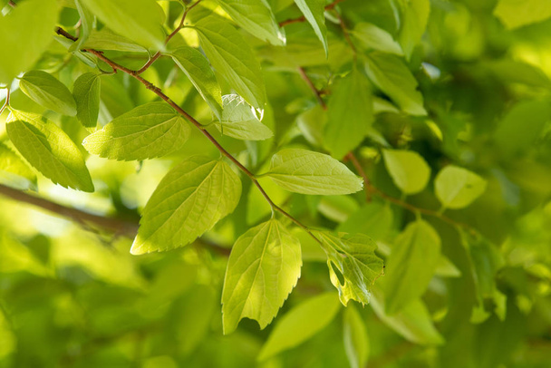 Green leaf of a tree with a sun flare on the tree, closeup. - Фото, зображення
