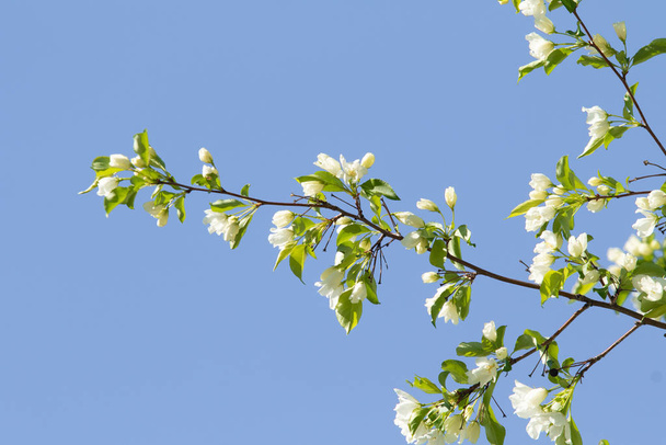 weiße Blüten eines Apfelbaums mit grünen Blättern vor blauem Himmel. - Foto, Bild