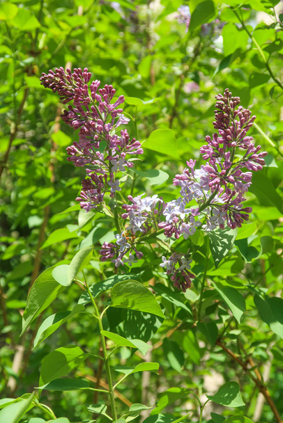 Tree lilac, flowers purple in green leaves, spring landscape. - Photo, Image