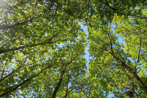 Green leaves of trees view from below against the blue sky, spring nature. - Zdjęcie, obraz
