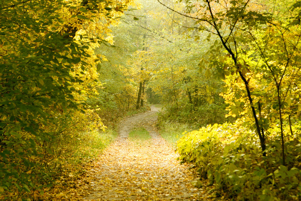 Autumn forest - Фото, зображення