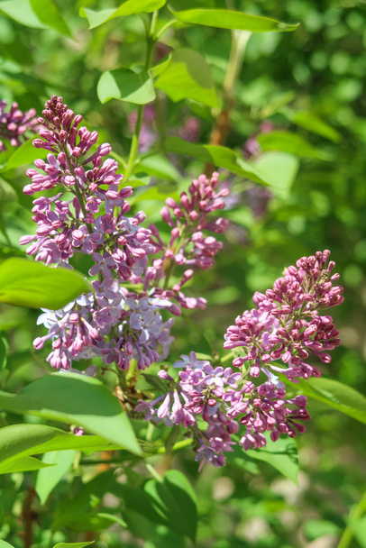 Tree lilac, flowers purple in green leaves, spring landscape. - Photo, Image