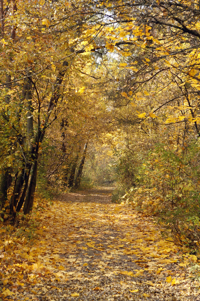 Autumn forest - Fotografie, Obrázek