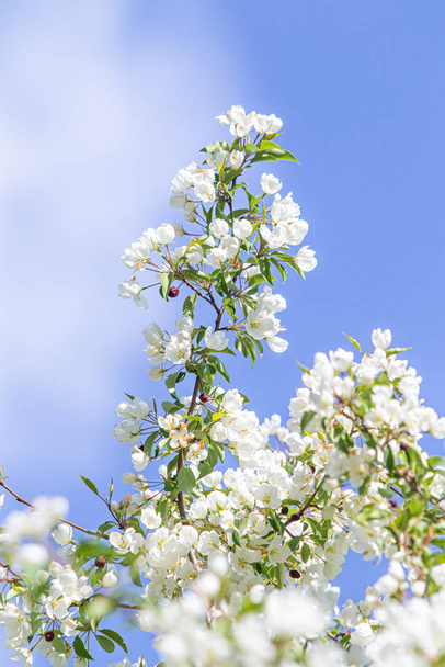 The white flowers of the apple tree are the green leaves of the tree against the blue sky. - Фото, зображення