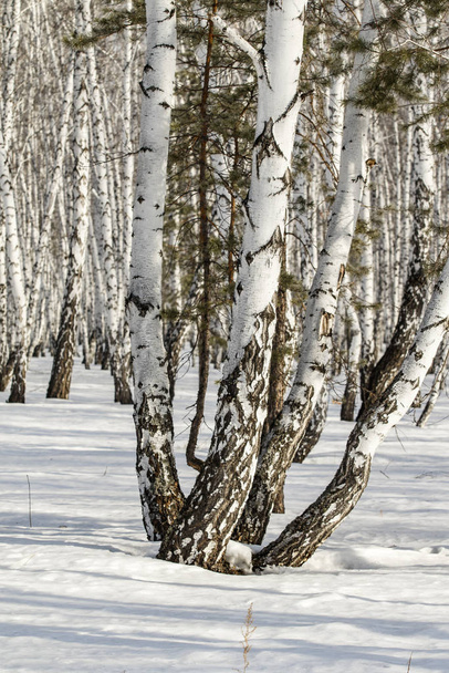 Abedul bosque invierno paisaje
. - Foto, imagen