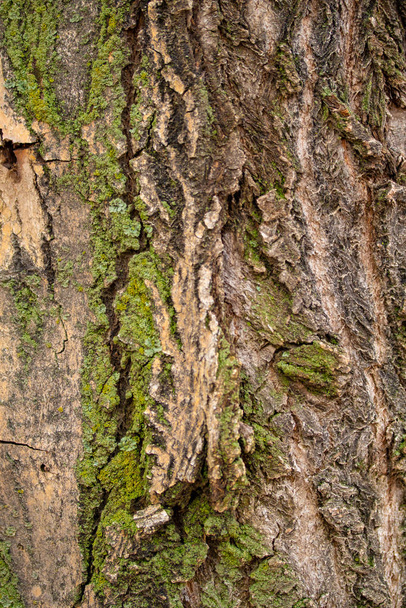 Texture of tree bark, gray wood background. - Valokuva, kuva