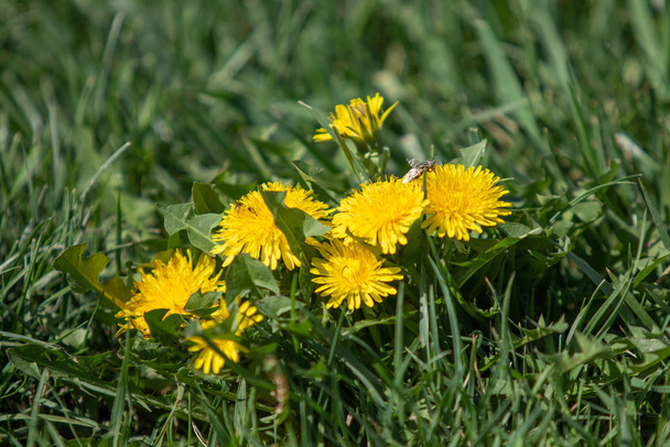 Flor de diente de león amarillo en hierba verde, paisaje de primavera
. - Foto, imagen