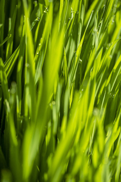 green grass in the sun, bokeh background of raindrops - Fotografie, Obrázek