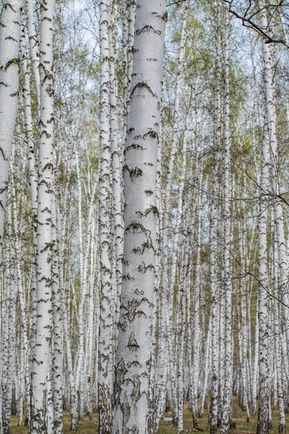 Bétulas brancas floresta fundo, primavera
. - Foto, Imagem