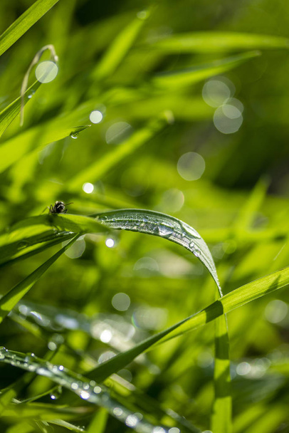 grama verde ao sol, fundo bokeh de gotas de chuva
 - Foto, Imagem