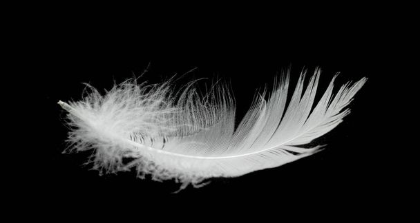 Λευκό φτερό κύκνου σε μαύρο φόντο στον αέρα. Αφηρημένα λευκά φτερά που αιωρούνται στον αέρα. - Φωτογραφία, εικόνα