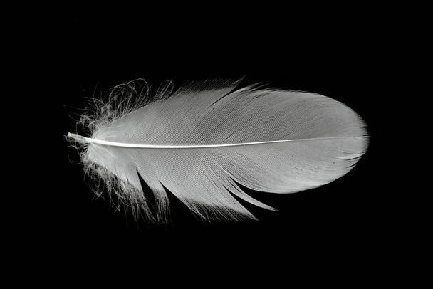 Белое лебединое перо на черном фоне в воздухе. Абстрактные белые перья, плавающие в воздухе
. - Фото, изображение