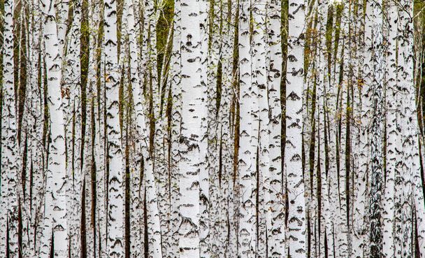 Texture de la forêt, bouleaux blancs comme arrière-plan
. - Photo, image