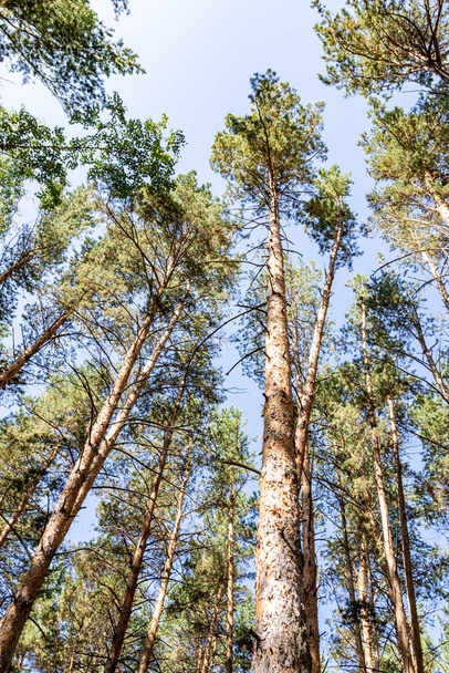 Pine forest in summer, view from the bottom to the sky. - Фото, изображение