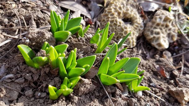 Seedlings in soil. Tiny fresh green sprouts of plant bulb crocus. Closeup of small green crocus leaves in bright sunlight on brown soil background. Flowerbed in springtime. - 写真・画像