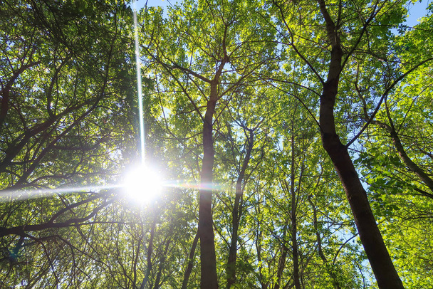 Groene bladeren van bomen uitzicht van beneden tegen de blauwe hemel, lente natuur. - Foto, afbeelding
