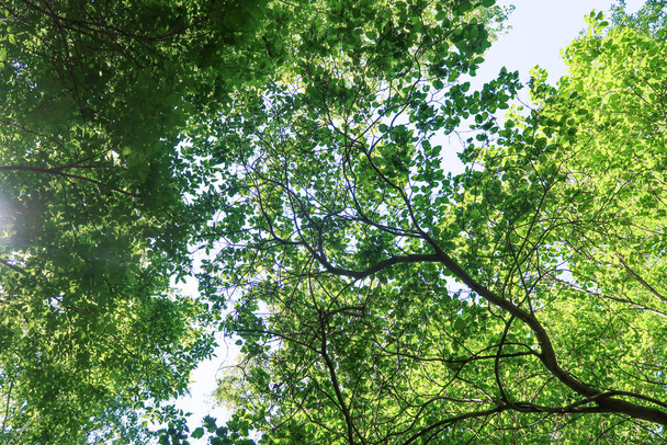 Green leaves of trees view from below against the blue sky, spring nature. - Foto, Imagem