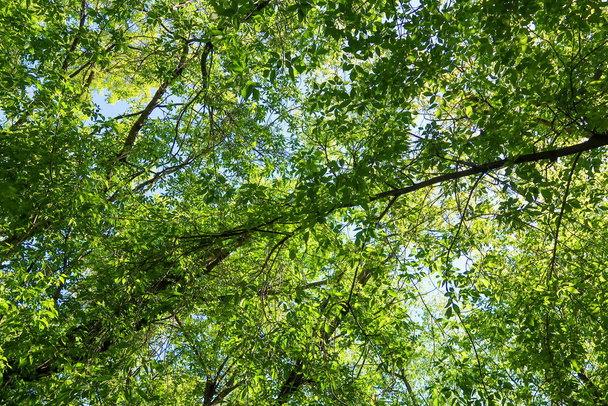 青い空に対して下から木の景色の緑の葉、春の自然. - 写真・画像