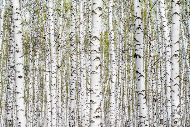 Árboles de abedul blanco fondo del bosque, primavera
. - Foto, imagen