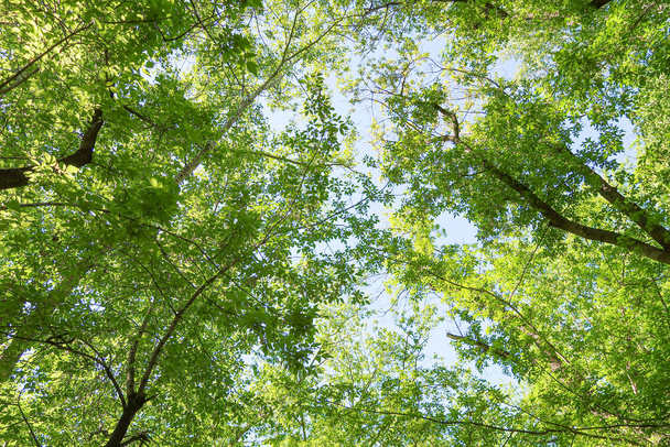 Green leaves of trees view from below against the blue sky, spring nature. - Φωτογραφία, εικόνα