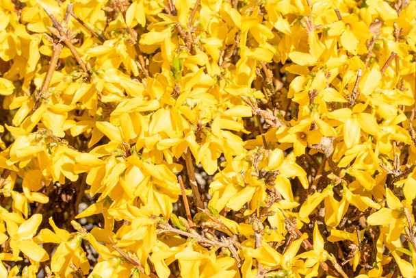 Цветы жёлтой мимозы.
 - Фото, изображение