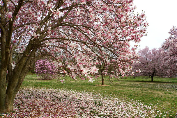 Mooie roze magnolia bloeiende boom - Foto, afbeelding