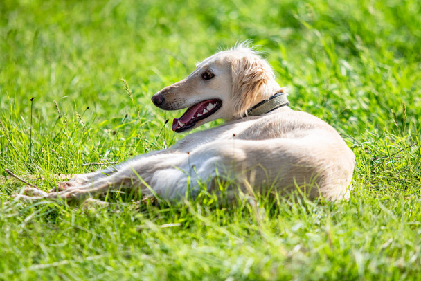 Dog hunting, nature green field summer. - Фото, изображение
