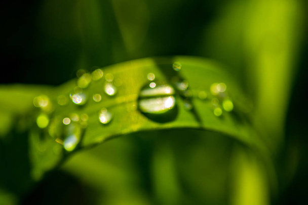 Zielona trawa z kroplami deszczu, zbliżenie krajobrazu. - Zdjęcie, obraz