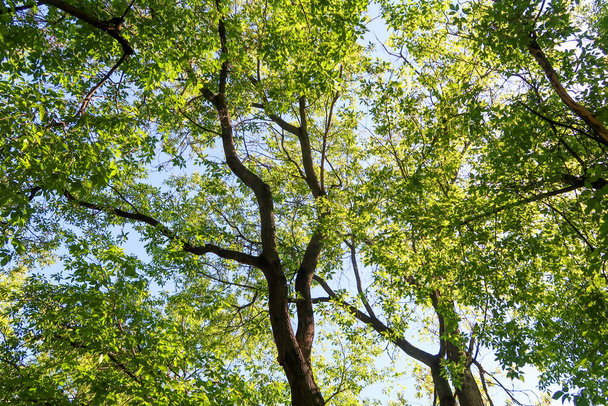 Green leaves of trees view from below against the blue sky, spring nature. - Fotoğraf, Görsel