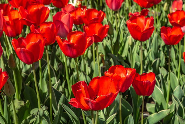 Květiny Rudé tulipány, pole květin, Jarní krajina. - Fotografie, Obrázek