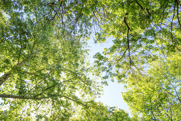Green leaves of trees view from below against the blue sky, spring nature. - Foto, Imagen