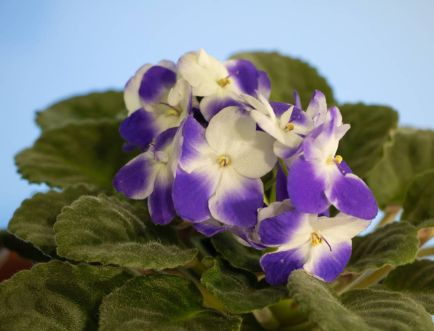 Violeta africana em flor. Planta ornamental muito bonita
 - Foto, Imagem
