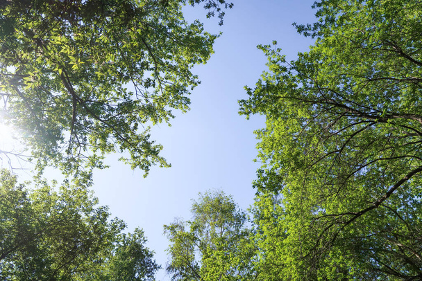 Πράσινα φύλλα με θέα τα δέντρα από κάτω στο γαλάζιο του ουρανού, πηγή φύση. - Φωτογραφία, εικόνα
