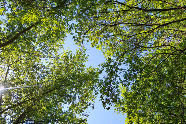 青い空に対して下から木の景色の緑の葉、春の自然. - 写真・画像