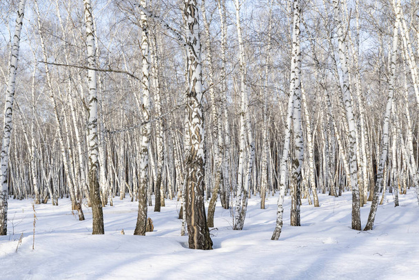 Birch forest winter landscape. - Photo, Image