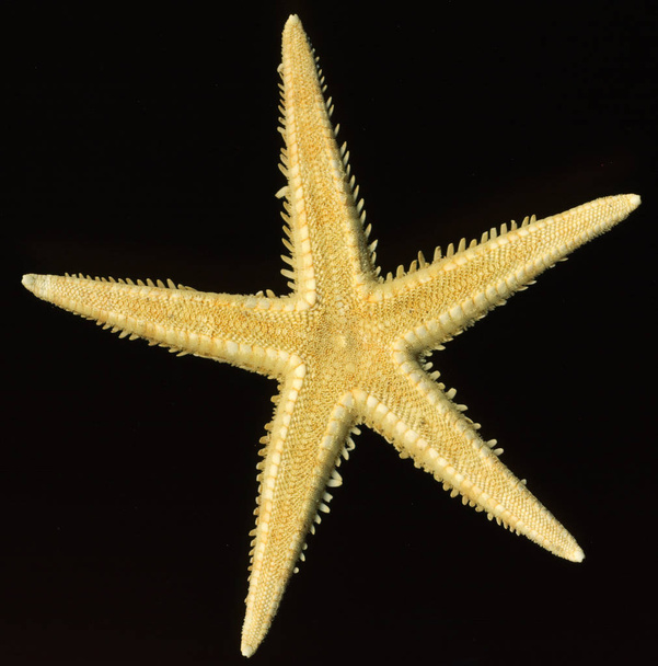 detail of a light brown starfish in black back - Foto, Imagem