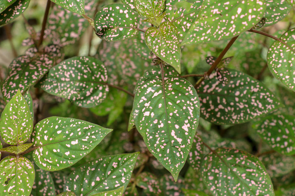 Hipopestler Phylostachya ve tropik Jun 'da pembe benekli yapraklar. - Fotoğraf, Görsel