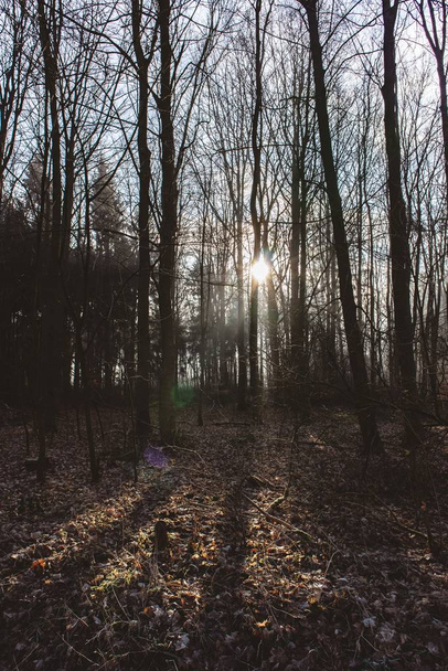 Una imagen vertical de un bosque cubierto de árboles y hojas bajo la luz del sol
 - Foto, imagen