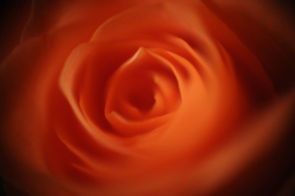 A closeup shot of a mesmerizing beautiful orange rose - Foto, imagen