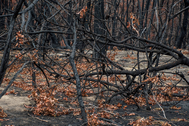 Avustralya 'daki orman yangını sonrası yangından dolayı yanan okaliptüs ağaçları - Fotoğraf, Görsel