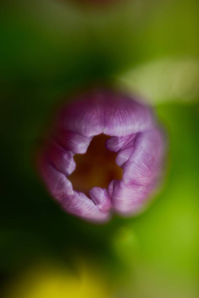A vertical closeup shot of a cute purple poppy - Foto, Imagen