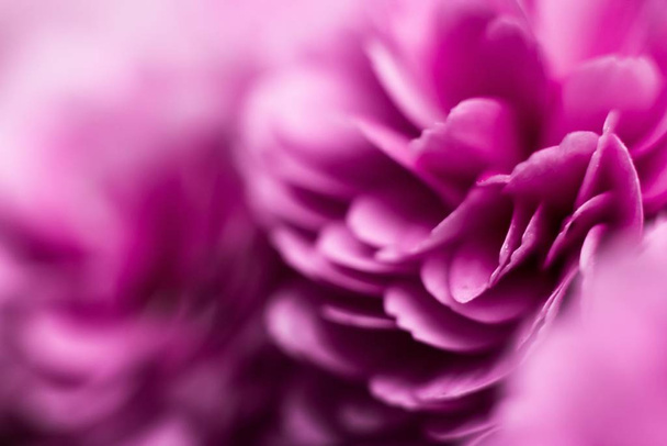 Closeup shot of a flower with purple petals - Foto, Bild