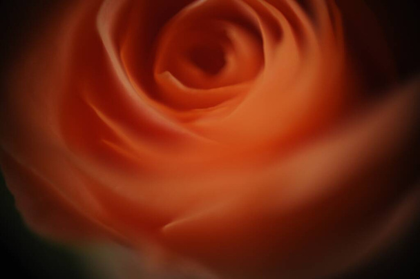 A closeup shot of a mesmerizing beautiful orange rose - Foto, Imagen